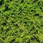 Living Moss - Sheet Moss Perfect for Terrariums and Bonsai by Chictail | Live Arrival Is Guaranteed, Size: One Size