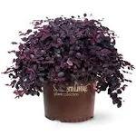 1.5 gal. Purple Pixie Dwarf Weeping Loropetalum, Groundcover Evergreen Shrub with Purple Foliage, Pink Blooms