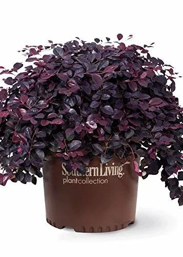 Purple Pixie Loropetalum (2.5 Quart) Low-Growing/Weeping Evergreen Shrub with Purple Foliage and Pink Blooms - Full Sun to Part Shade Live Outdoor Plant