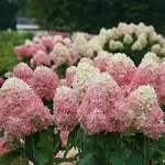 Proven Winners HDYPRC1196101 Limelight 'Prime' Hydrangea Live Plant, 1 gal, Green and Pink Flowers