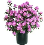 Green Promise Farms RHXPJE02 RHXPJE Live Plant, Rhododendron X PJM Elite Evergreen Lavender Flowers, 2 Gallon