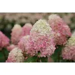 PROVEN WINNERS 4.5 in. Qt. Limelight 'Prime' Hydrangea, Live Plant, Green and Pink Flowers HYDPRC1197800