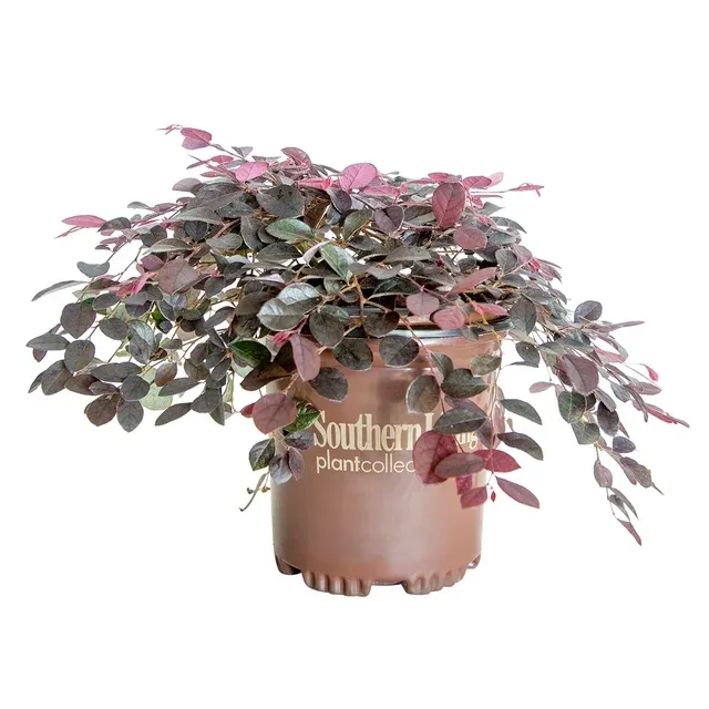 Purple Pixie Loropetalum - 2.5 Quart - Southern Living Plant