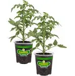 Bonnie Plants Big Beef Tomato 19.3 oz. 2-Pack