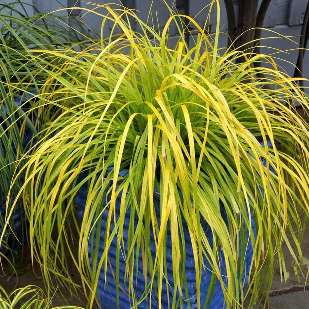 Carex Evercolor 'Everillo'