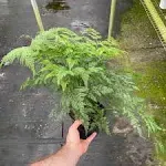 Deer Foot Fern - Live Plant in A 6 inch Pot - Davallia - Rare and Exotic Ferns from Florida