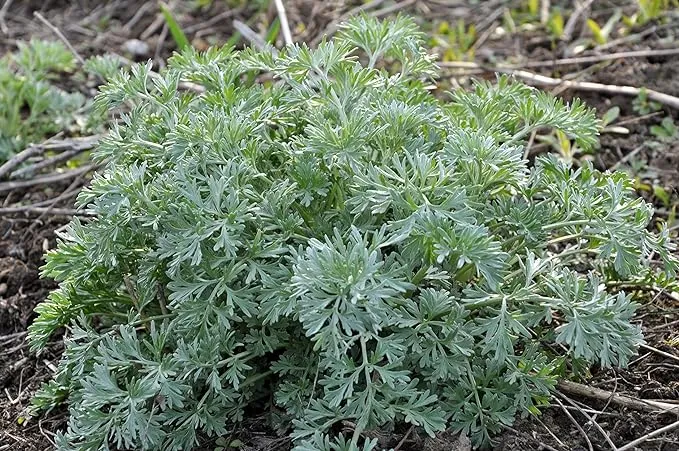 Wormwood Seeds (Artemisia Absinthium) 1000 Seeds (0.1 Grams)