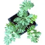 Wormwood Seeds (Artemisia Absinthium) 1000 Seeds (0.1 Grams)