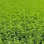 Non-GMO Alfalfa Seeds - 4 oz - High Germination, Conventional Seed - Gardening, Cover Crop, Field Growing, Food Storage & More