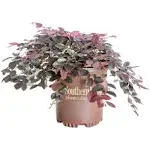 2.5 qt. Purple Pixie Dwarf Weeping Loropetalum, Groundcover Evergreen Shrub with Purple Foliage, Pink Blooms