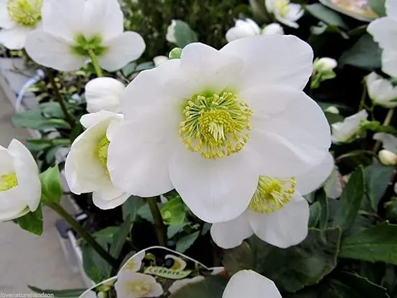 Lenten Rose - Helleborus -12 Seeds - Shade Perennial - Christmas Rose Seeds