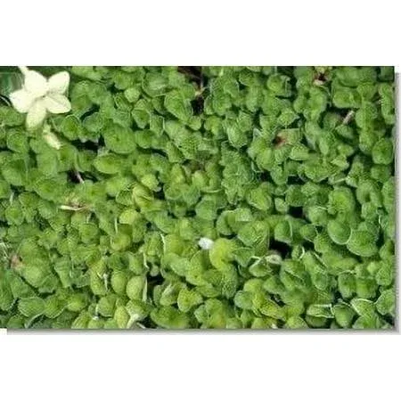 SeedRanch Dichondra Repens Seed - 50 Lbs.