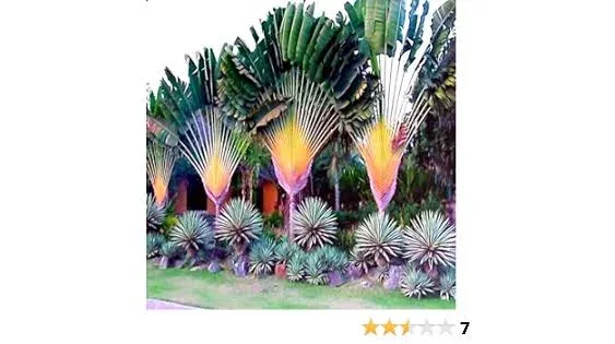 Travelers Palm Tree Seeds (Ravenala madagascariensis) Bird of Paradise Plant (10 Seeds)