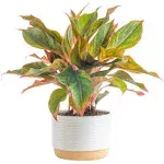 Costa Farms Chinese Evergreen, Red, Easy to Grow Live Indoor Plant Aglaonema, Houseplant Potted in Indoors Garden Plant Pot, Potting Soil Mix, Gift for New Home, Office, or Home Décor, 1-2 Feet Tall