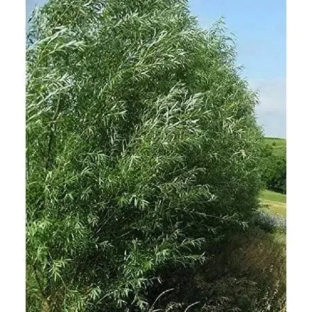 24 Fast Growing Trees - Hybrid Willow Tree Cuttings to Grow for Privacy or Shade - Guaranteed to Grow