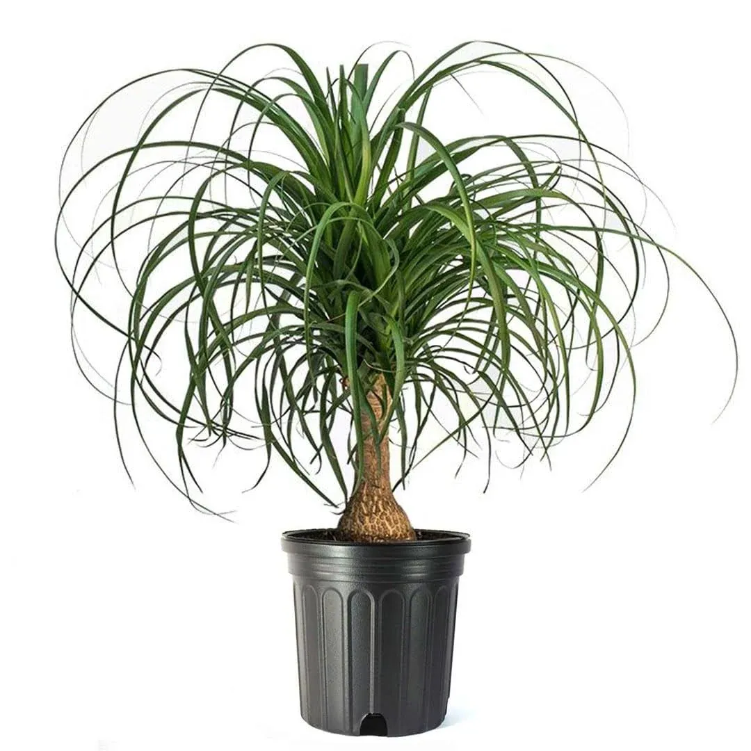 American Plant Exchange Ponytail Palm Tree