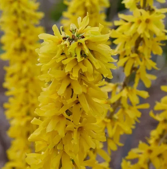 Show Off Sugar Baby Forsythia