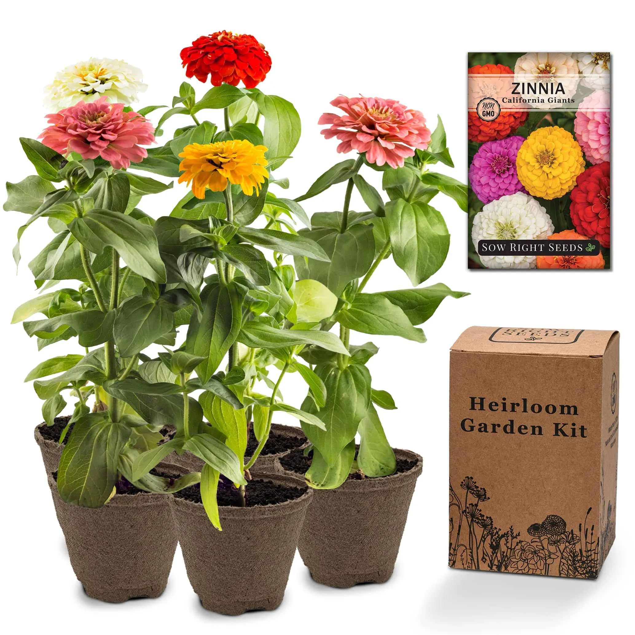 Zinnia Flower Kit - Grow Non GMO Flower Plants at Home, Includes Pots & Soil - Outdoor Flower Garden