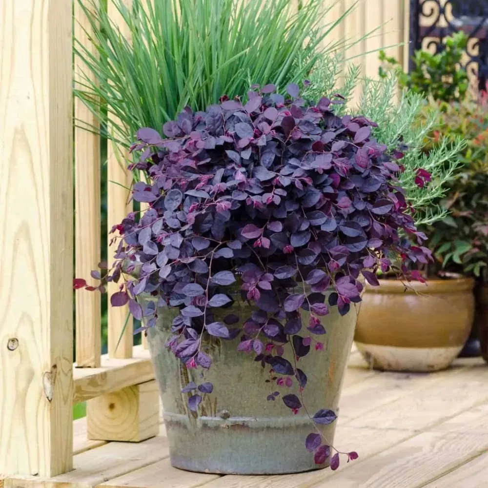 Southern Living Plant Collection Purple Pixie Loropetalum