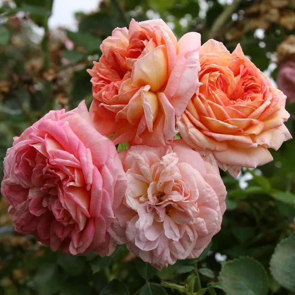 Alchymist Climbing Rose by Heirloom Roses - Fragrant Climbing Roses