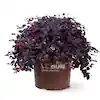 Southern Living Plant Collection Purple Pixie Loropetalum