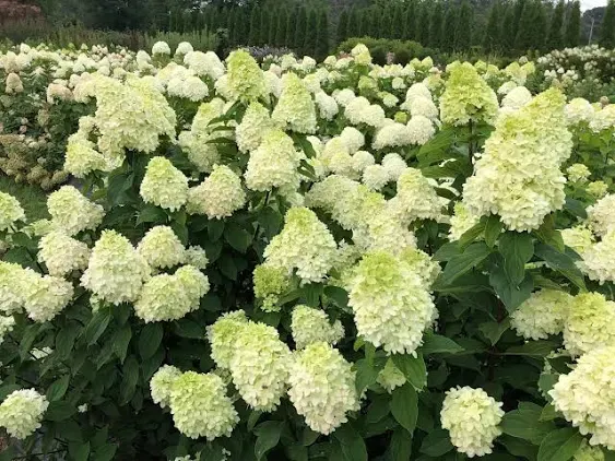 Proven Winners Multicolor Limelight Prime Panicle Hydrangea (Paniculata) Flowering Shrub in 1-Quart Pot