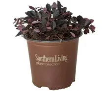 Southern Living Plant Purple Pixie Loropetalum