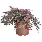 Purple Pixie Loropetalum - 2.5 Quart - Southern Living Plant