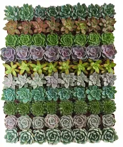 Shop Succulents Rosette Succulent Plant Pack Collection