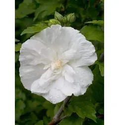 1 Gal. White Chiffon Rose of Sharon (Hibiscus) Live Shrub, White Flowers