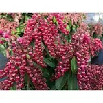 Proven Winners 4.5 in. Quart Interstella Lily of The Valley Shrub (Pieris) Live Plant, Ruby Red Flowers