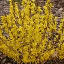 Show Off Sugar Baby Forsythia