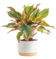 Costa Farms Chinese Evergreen, Easy to Grow Live Indoor Garden Plant Pot 