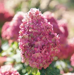 Proven Winners Limelight Prime Panicle Hydrangea