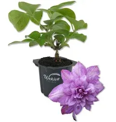 Clematis Proteus Live Starter Plants