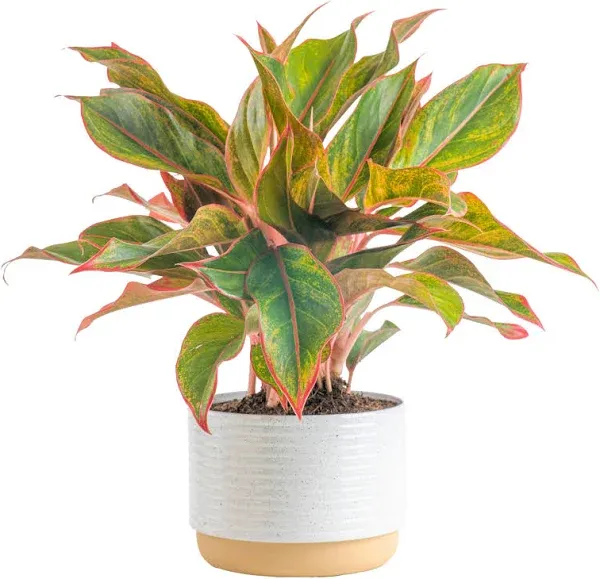 Costa Farms Chinese Evergreen Live Indoor Plant