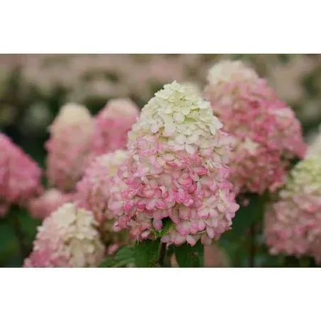 1 Gallon Limelight Prime Panicle Hydrangea (Paniculata) Live Plant, Green and Pink Flowers