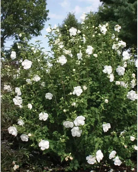 Proven Winners White Chiffon Rose of Sharon Hibiscus Live Shrub