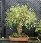 Bonsai Globe Willow Tree - Large Thick Trunk Cutting - Naturally round &amp; Symmetr