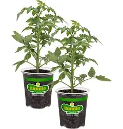 Bonnie Plants Big Beef Tomato 19.3 oz. 4-pack