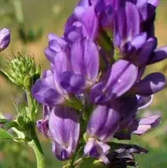 Non-GMO Alfalfa Seeds