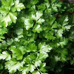 Dark Green Italian Flat-Leaf Parsley Seeds