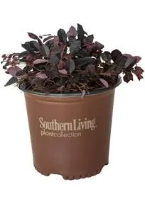 Southern Living Plant Purple Pixie Loropetalum