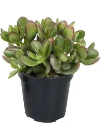 Altman Plants 3.5" Watch Chain Crassula Live Succulent Plant