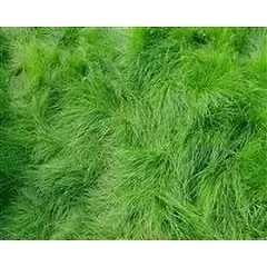 Creeping Red Fescue Grass Seed (Festuca rubra) Shade Tolerant - 1 Lb.