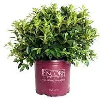 ShrubBucket Encore Autumn Lily Reblooming Azalea