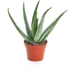 Shop Succulents Aloe Vera 4 inch Live Succulent Plant in Nursery Pot