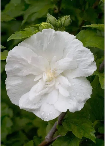 1 Gal. White Chiffon Rose of Sharon (Hibiscus) Live Shrub, White Flowers