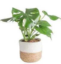 Costa Farms Monstera Swiss Cheese Plant