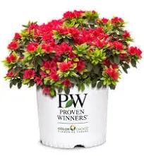 Proven Winners 2 gal. Red Perfecto Mundo Azalea Shrub